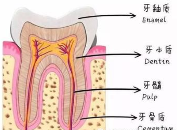 在廊坊，为什么我们的牙齿会发黄？