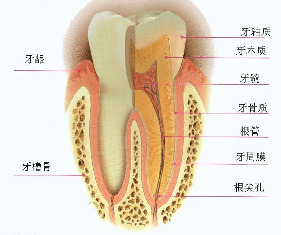 牙疼，是吃消炎药还是看牙医？