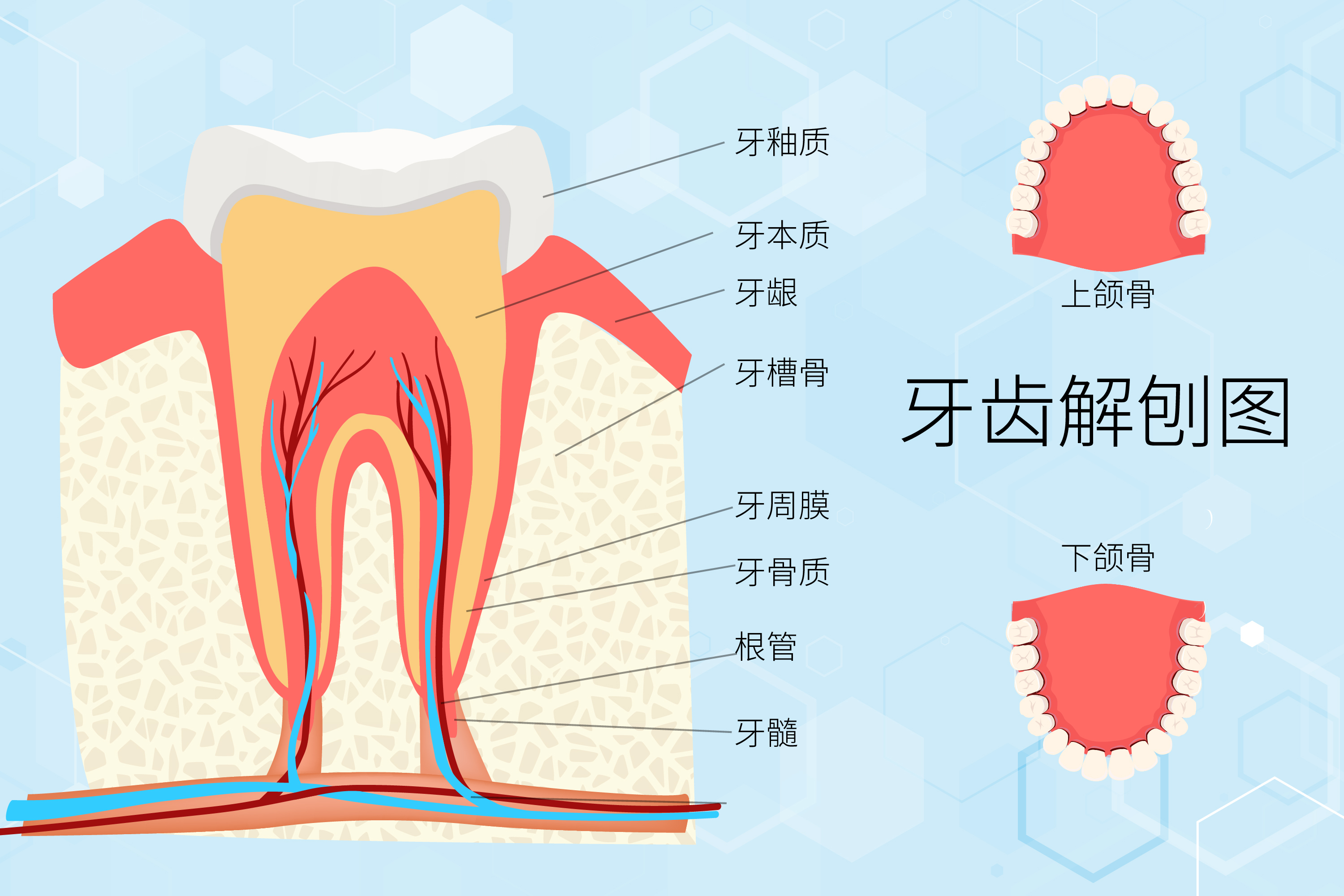 摄图网_402012831_世界爱牙日牙齿解刨图(非企业商用).jpg