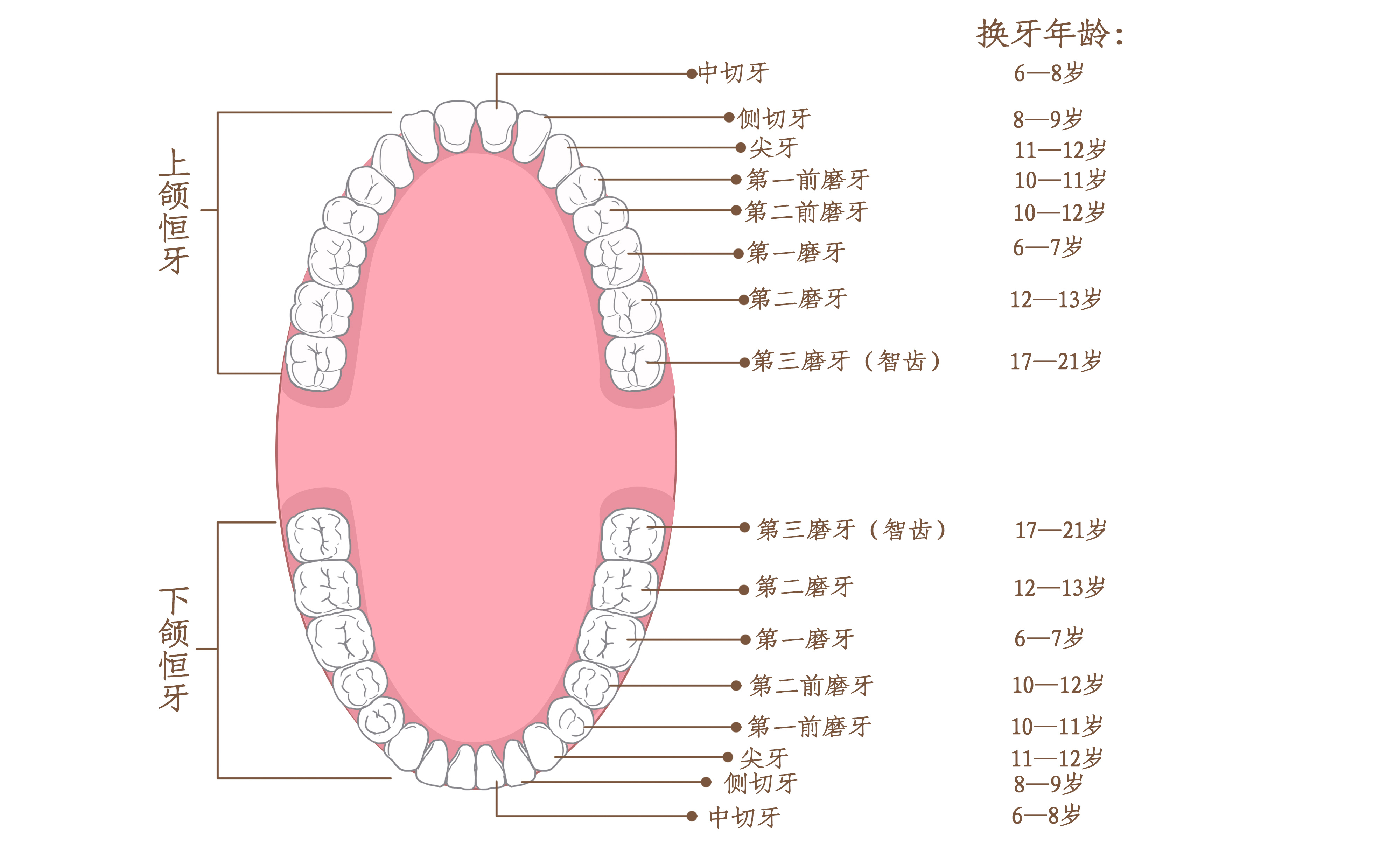 摄图网_401800052_牙齿生长年龄科普插画(非企业商用).jpg